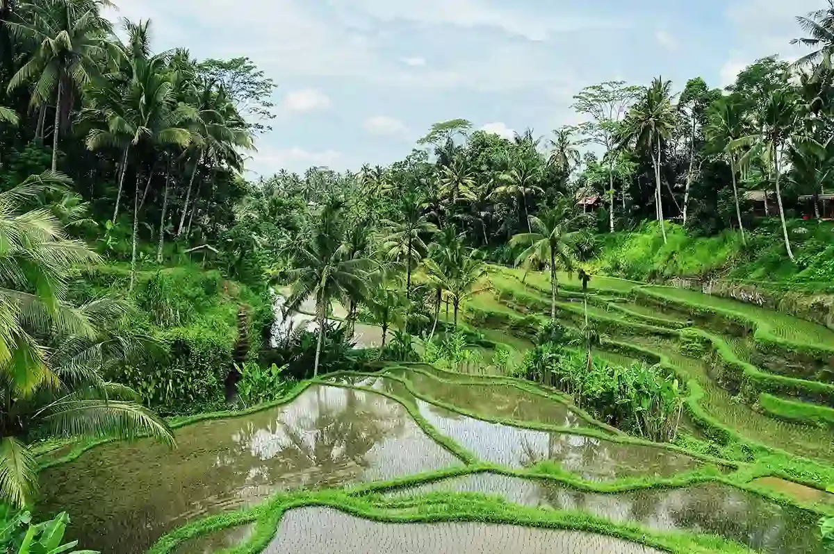 Rice terraces and palms near Ubud