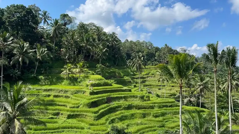 Tegalalang rice terraces near Ubud